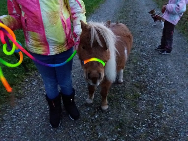 Miniature horse boots on sale sneakers