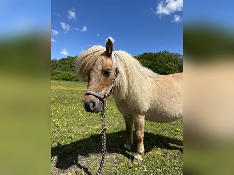 Mini Shetland Pony Mare 12 years Palomino in Wacken