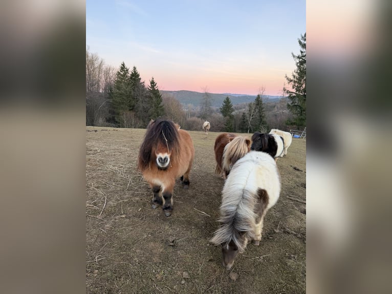 Mini Shetland Pony Mare 13 years 8,1 hh Palomino in Kronach