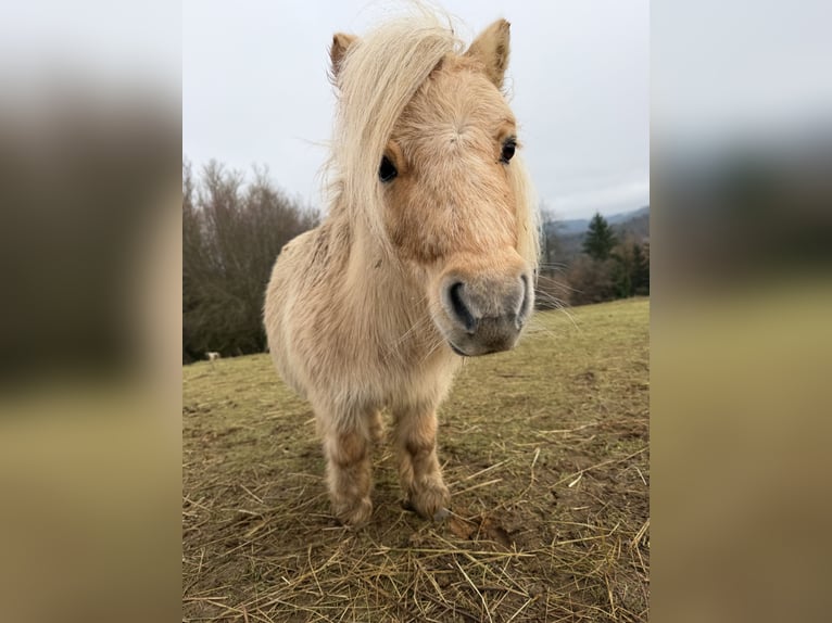 Mini Shetland Pony Mare 13 years 8,1 hh Palomino in Kronach