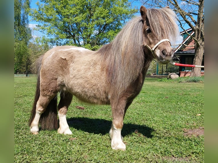 Mini Shetland Pony Mare 13 years 8,1 hh Palomino in Kronach