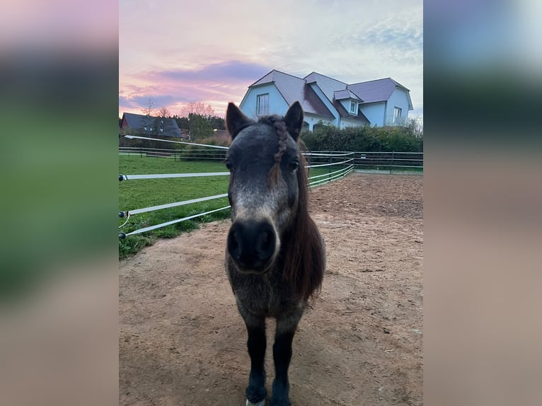 Mini Shetland Pony Mare 14 years 8.1 hh Bay-Dark in Feuchtwangen