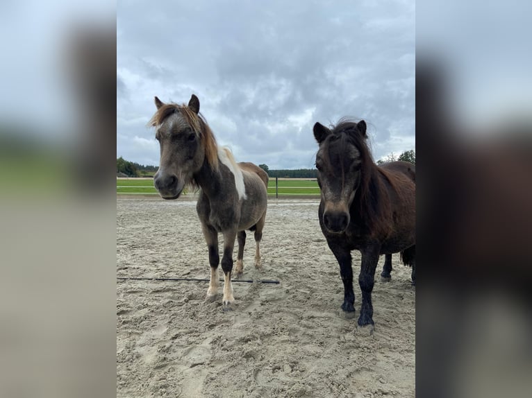 Mini Shetland Pony Mare 14 years 8.1 hh Bay-Dark in Feuchtwangen