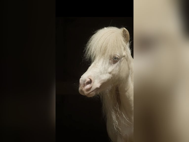 Mini Shetland Pony Mare 14 years 8.1 hh Cremello in Hinterstoder