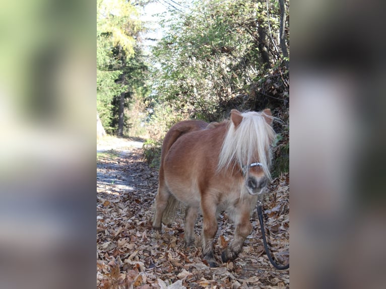 Mini Shetland Pony Mare 14 years 8,2 hh Chestnut-Red in Zams
