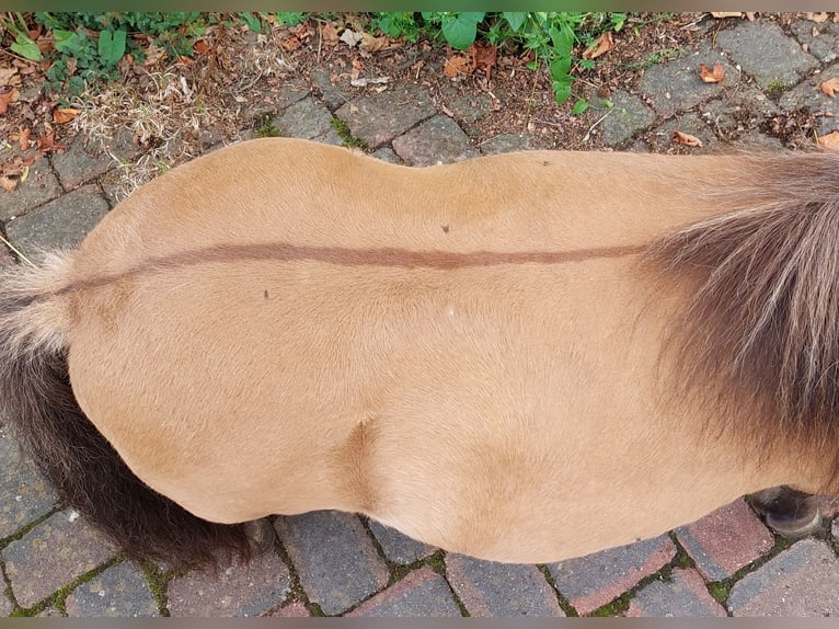 Mini Shetland Pony Mare 15 years 8,1 hh Buckskin in Wildeshausen