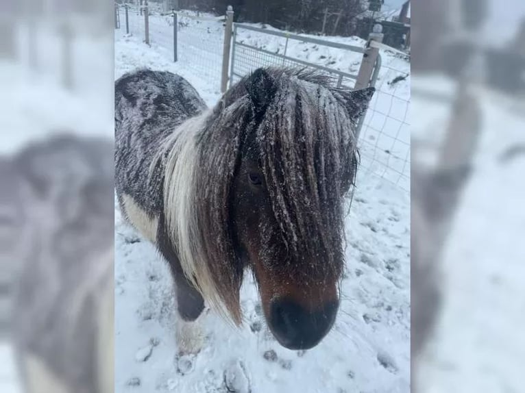 Mini Shetland Pony Mare 15 years 8,1 hh Pinto in Fehmarn