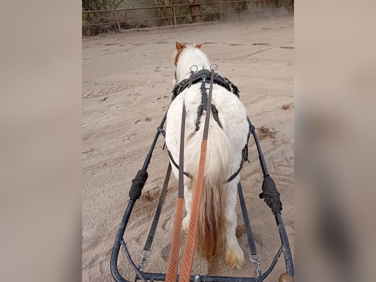 Mini Shetland Pony Mare 15 years 8,2 hh in Amtzell