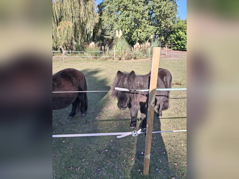 Mini Shetland Pony Mare 16 years 8.1 hh Smoky-Black in Nordhorn