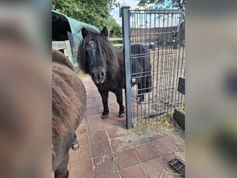 Mini Shetland Pony Mare 16 years 8.1 hh Smoky-Black in Nordhorn