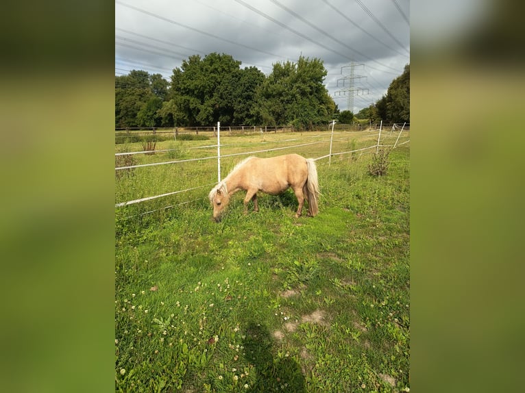 Mini Shetland Pony Mare 16 years 8,1 hh Cremello in Gelsenkirchen