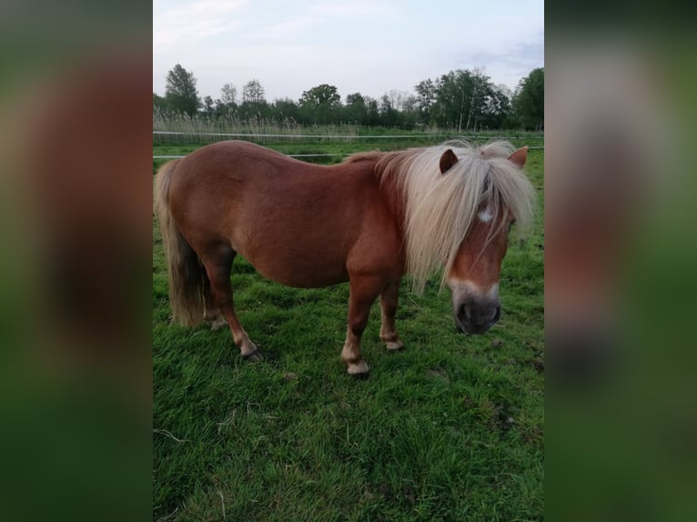 Mini Shetland Pony Mare 17 years 7,3 hh Chestnut-Red in Wischhafen