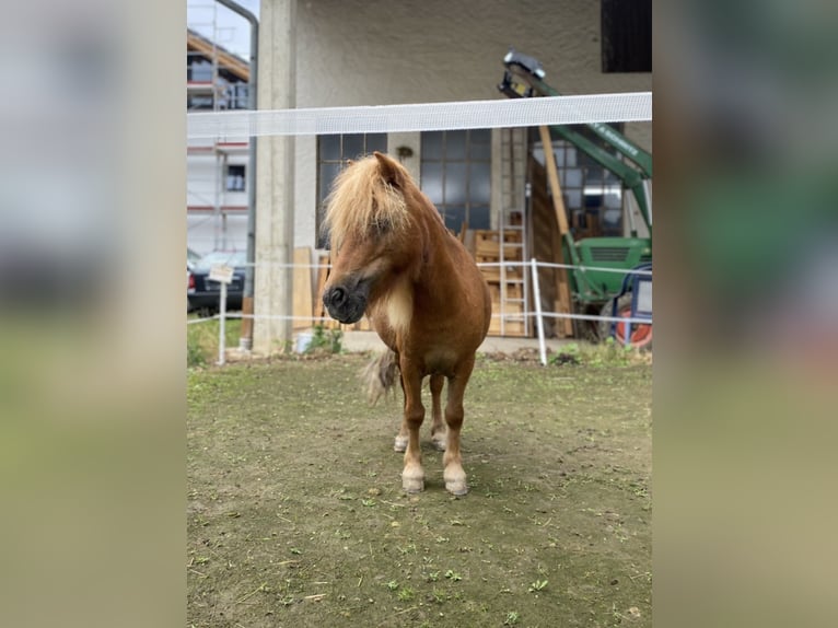 Mini Shetland Pony Mare 17 years 7.3 hh Chestnut-Red in Schnaitsee