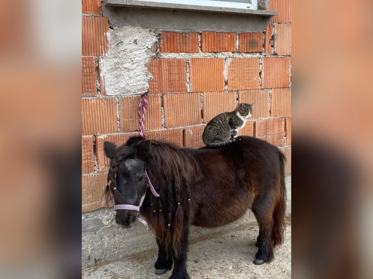 Mini Shetland Pony Mare 17 years 7,3 hh Black in Desselbrunn