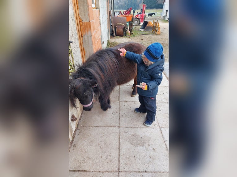 Mini Shetland Pony Mare 17 years 7,3 hh Black in Desselbrunn