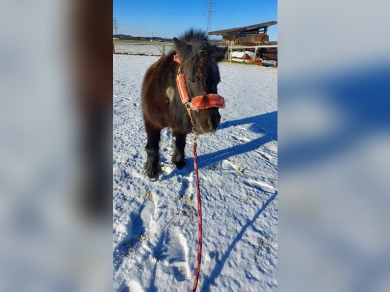Mini Shetland Pony Mare 17 years 7,3 hh Black in Desselbrunn