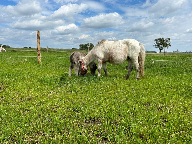 Mini Shetland Pony Mare 17 years 8,3 hh in Ehingen