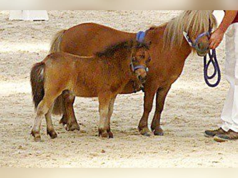 Mini Shetland Pony Mare 17 years 8 hh Chestnut-Red in Osternienburger Land