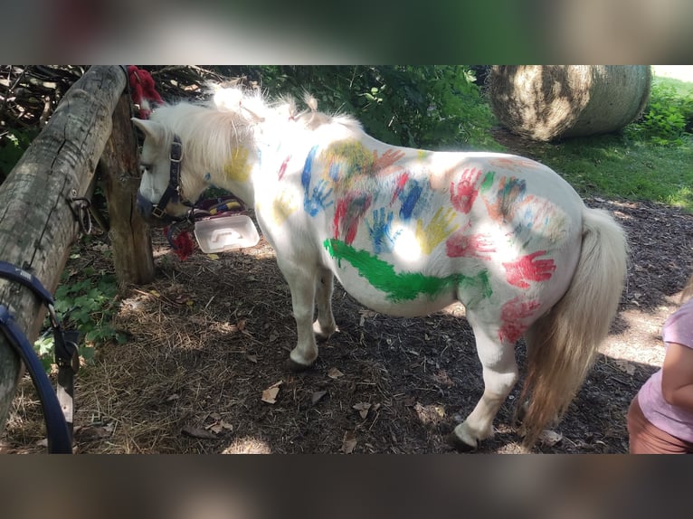 Mini Shetland Pony Mare 17 years 9,1 hh in Bad Gandersheim