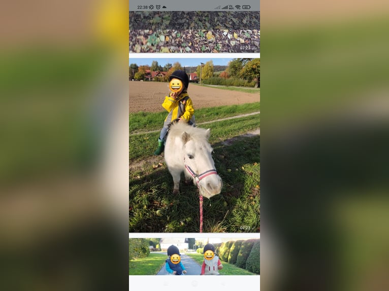 Mini Shetland Pony Mare 17 years 9,1 hh in Bad Gandersheim