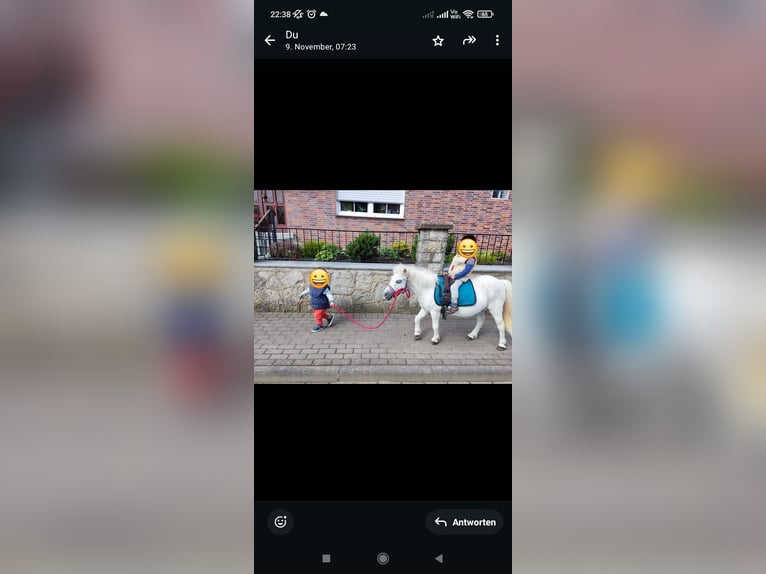 Mini Shetland Pony Mare 17 years 9,1 hh in Bad Gandersheim