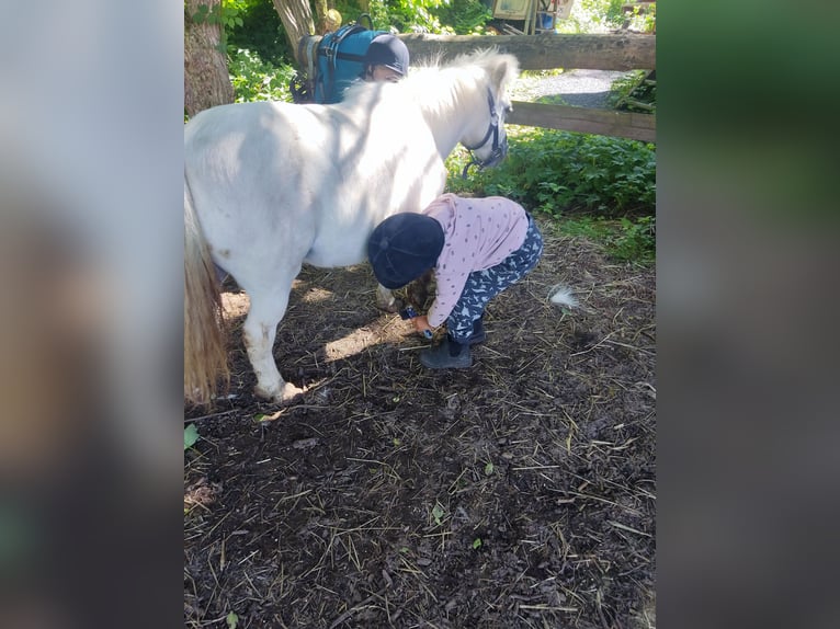 Mini Shetland Pony Mare 17 years 9,1 hh in Bad Gandersheim