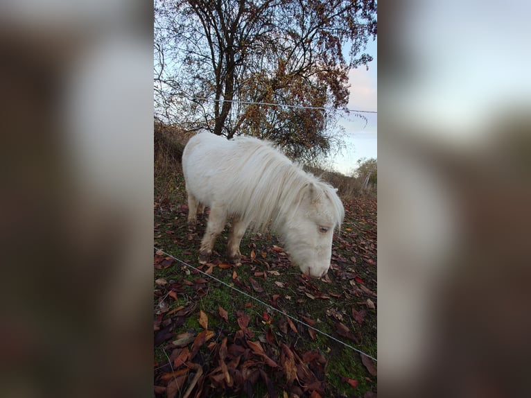 Mini Shetland Pony Mare 17 years Cremello in Eisenach