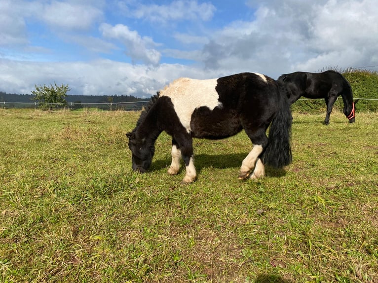 Mini Shetland Pony Mare 18 years 8,1 hh in Freudenstadt