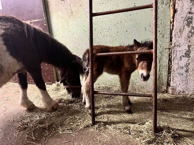 Mini Shetland Pony Mare 18 years 8,1 hh Pinto in Sulzbach-Laufen