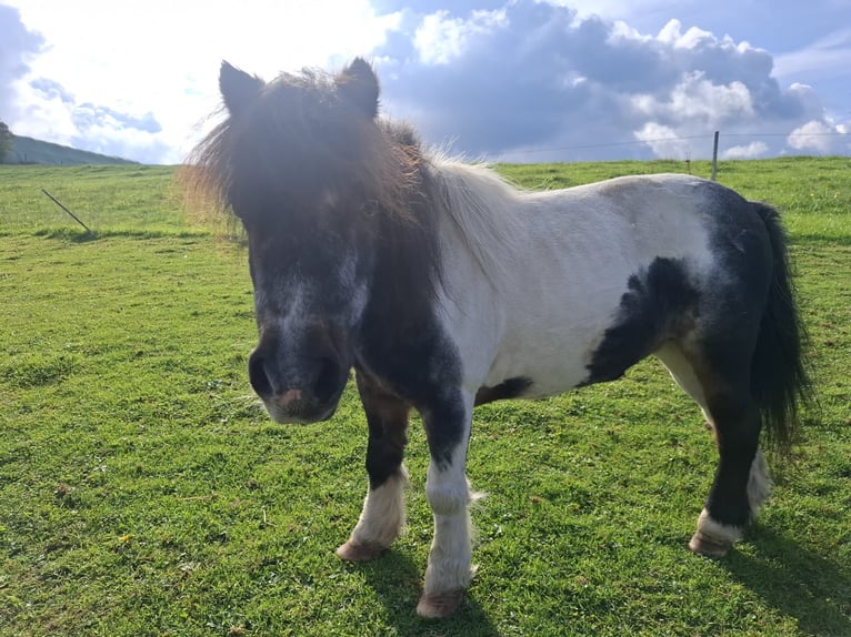 Mini Shetland Pony Mare 18 years 8 hh Pinto in LennestadtLennestadt