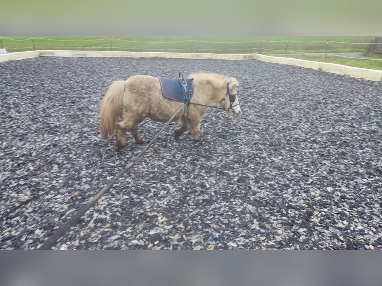 Mini Shetland Pony Mare 18 years 9,1 hh in Bad Gandersheim