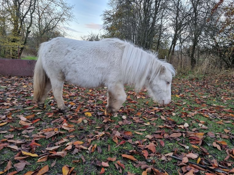 Mini Shetland Pony Mare 18 years Cremello in Eisenach
