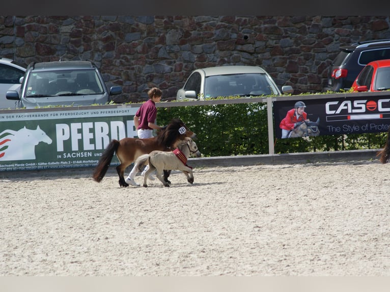 Mini Shetland Pony Mare 19 years 8 hh Brown in Berthelsdorf