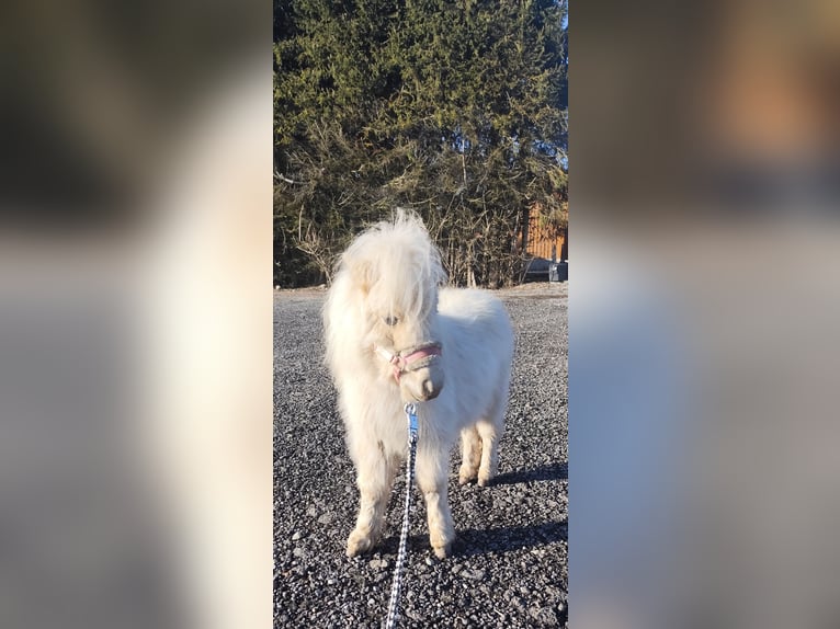 Mini Shetland Pony Mare 1 year 6,3 hh Palomino in Pfullendorf