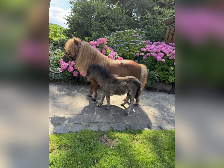 Mini Shetland Pony Mare 1 year 7 hh Black in Ochtrup