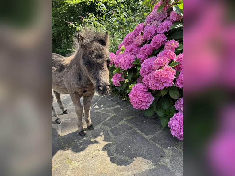 Mini Shetland Pony Mare 1 year 7 hh Black in Ochtrup