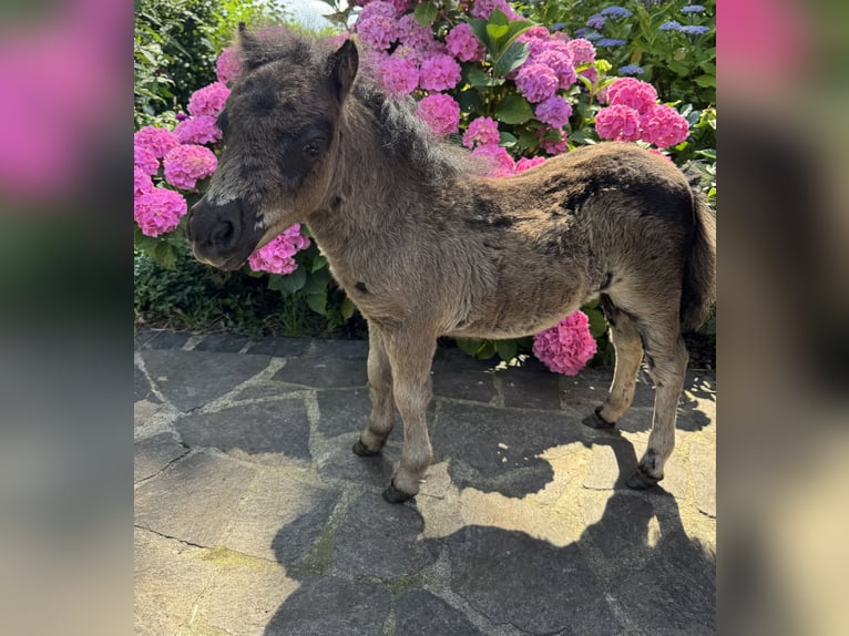 Mini Shetland Pony Mare 1 year 7 hh Black in Ochtrup