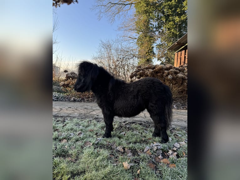 Mini Shetland Pony Mare 1 year 7 hh Black in Ochtrup