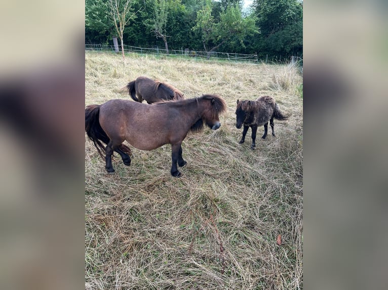 Mini Shetland Pony Mare 1 year 7,3 hh Black in Mühlhausen