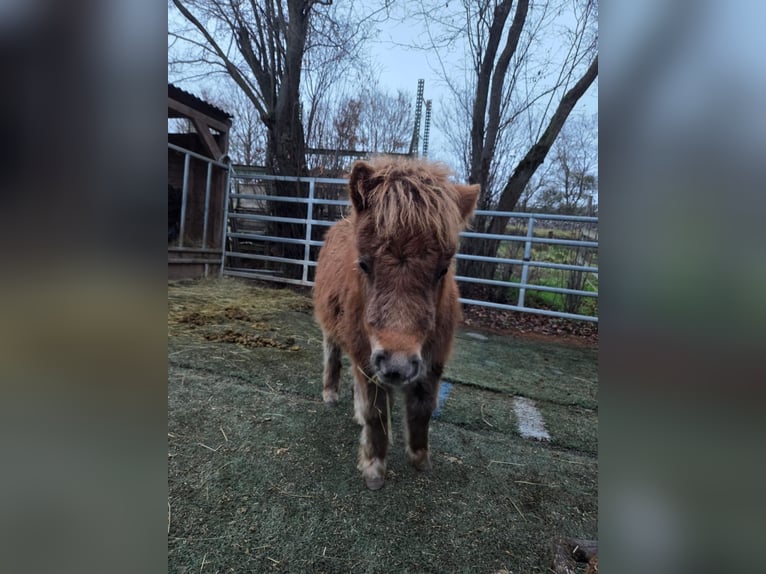 Mini Shetland Pony Mare 1 year 7,3 hh Chestnut-Red in Gau Bickelheim