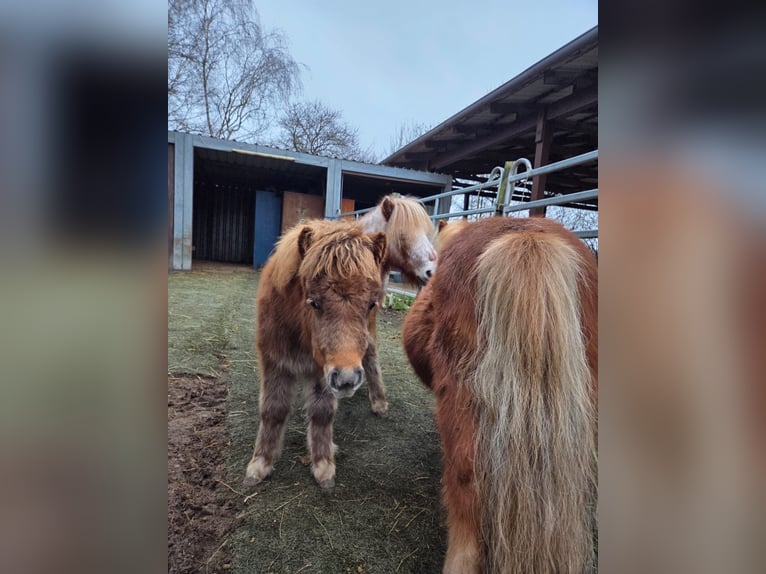 Mini Shetland Pony Mare 1 year 7,3 hh Chestnut-Red in Gau Bickelheim