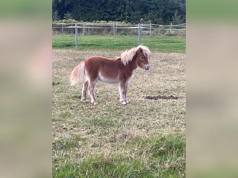 Mini Shetland Pony Mare 1 year 8,1 hh Pinto in Fehmarn