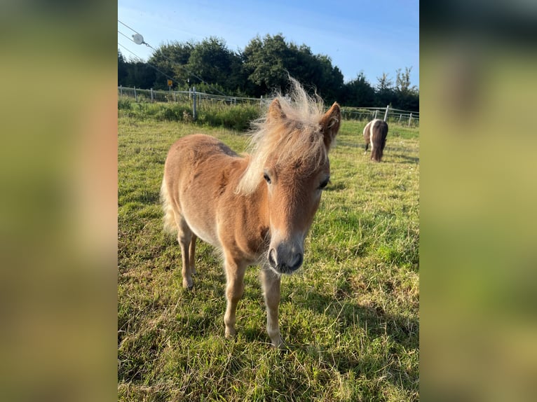 Mini Shetland Pony Mare 1 year 8,1 hh Pinto in Fehmarn