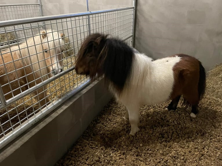 Mini Shetland Pony Mare 1 year 8,1 hh Pinto in Fehmarn