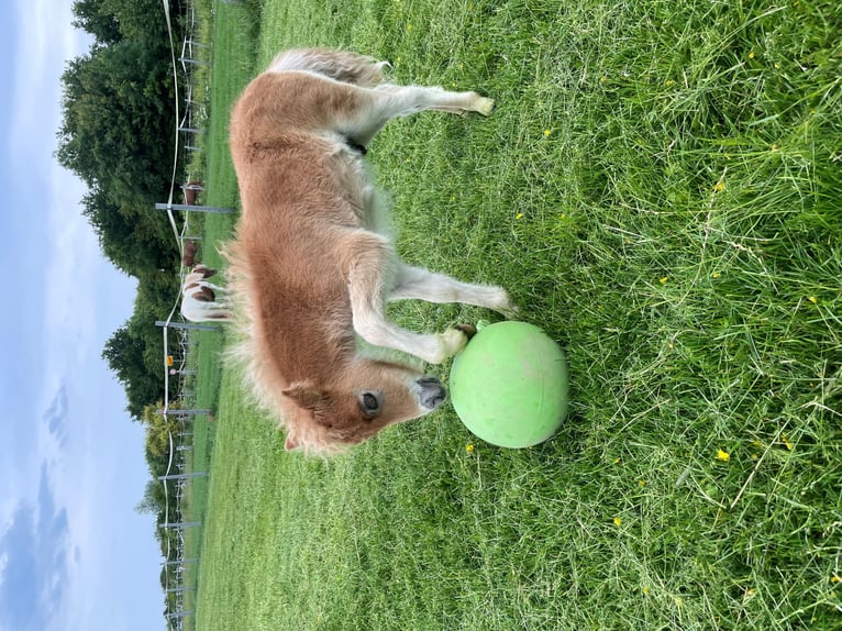 Mini Shetland Pony Mare 1 year 8,1 hh Pinto in Fehmarn