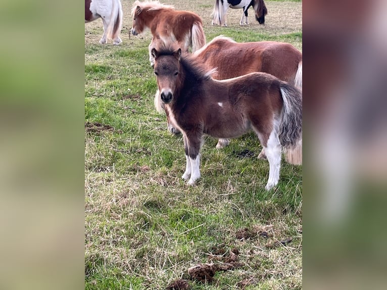 Mini Shetland Pony Mare 1 year 8,1 hh Pinto in Fehmarn