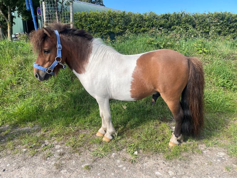 Mini Shetland Pony Mare 1 year 8,1 hh Pinto in Fehmarn