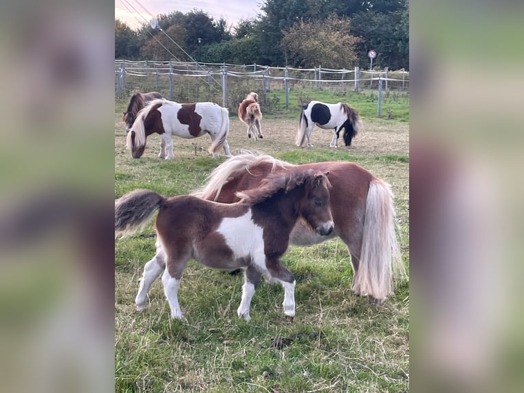 Mini Shetland Pony Mare 1 year 8,1 hh Pinto in Fehmarn