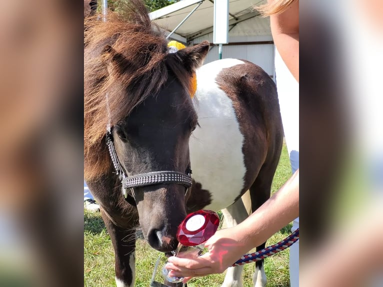 Mini Shetland Pony Mare 1 year 8,1 hh Pinto in Fehmarn