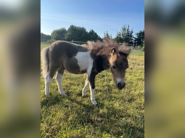 Mini Shetland Pony Mare 1 year 8,1 hh Pinto in Fehmarn